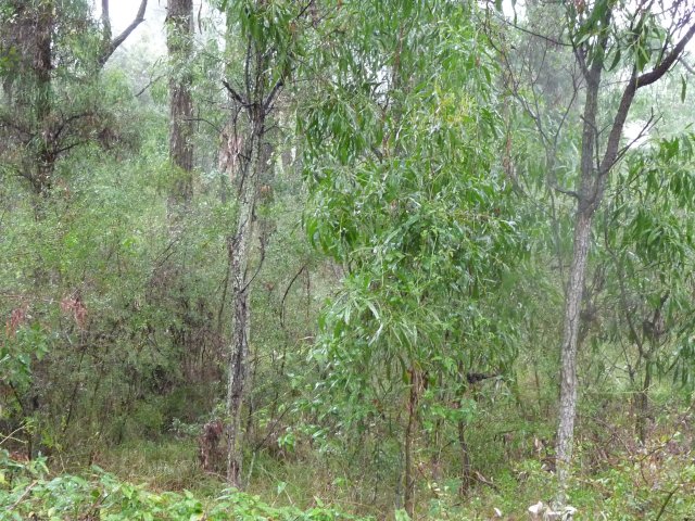 Endangered Woodland of Cumberland Plain, Western Sydney